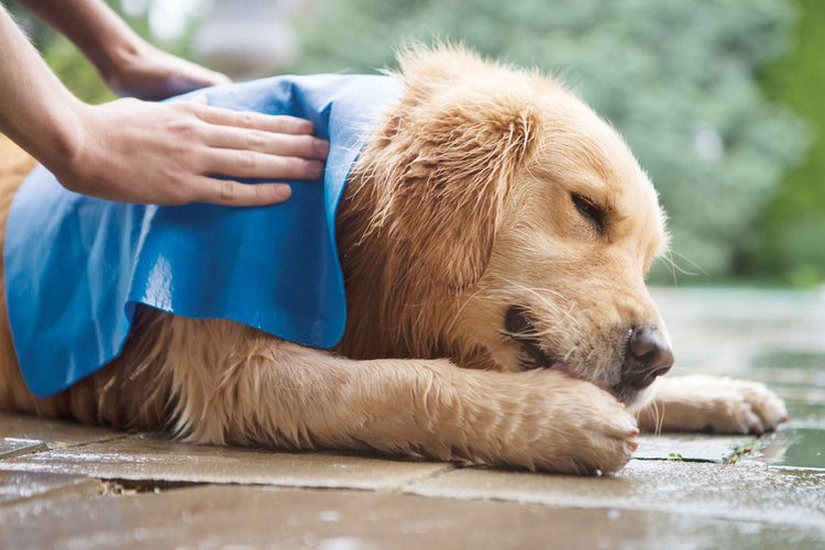 Dog & Field Drying Towel