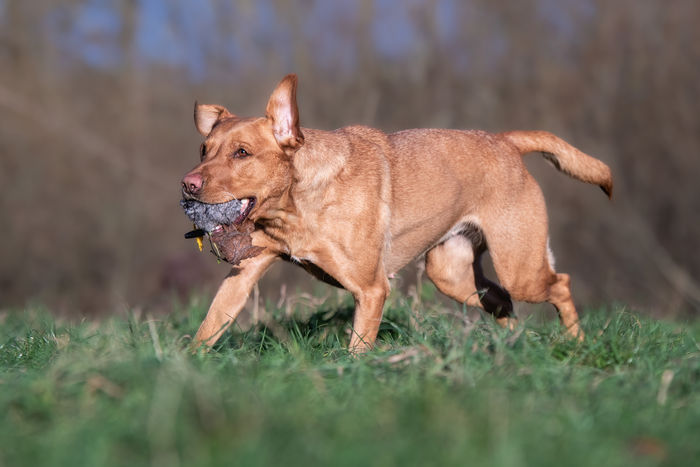 Sporting Saint Rabbit Ball